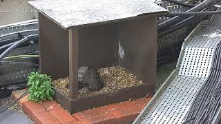 Peregrine falcons webcam 2024