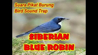 SUARA PIKAT SIBERIAN BLUE ROBIN | SUARA PIKAT BLUE ROBIN SIBERIA