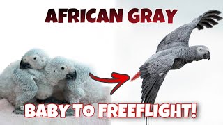 BABY TO FREEFLIGHT AFRICAN GRAY PARROT!