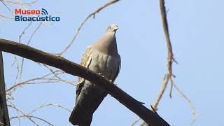 Paloma de ala manchada (Patagioenas maculosa)