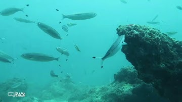 Jelajah bawah laut Natuna, Pulau Setahi