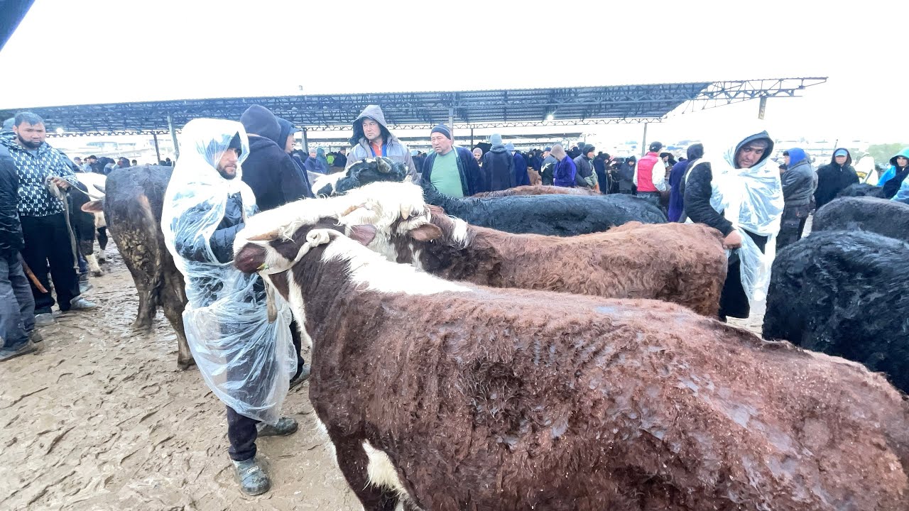 Chiroqchi mol bozori mayda hukizlar narxlar