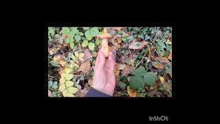 видео: А у нас пришли гости🤗🤗🤗 картинка: А у нас пришли гости🤗🤗🤗