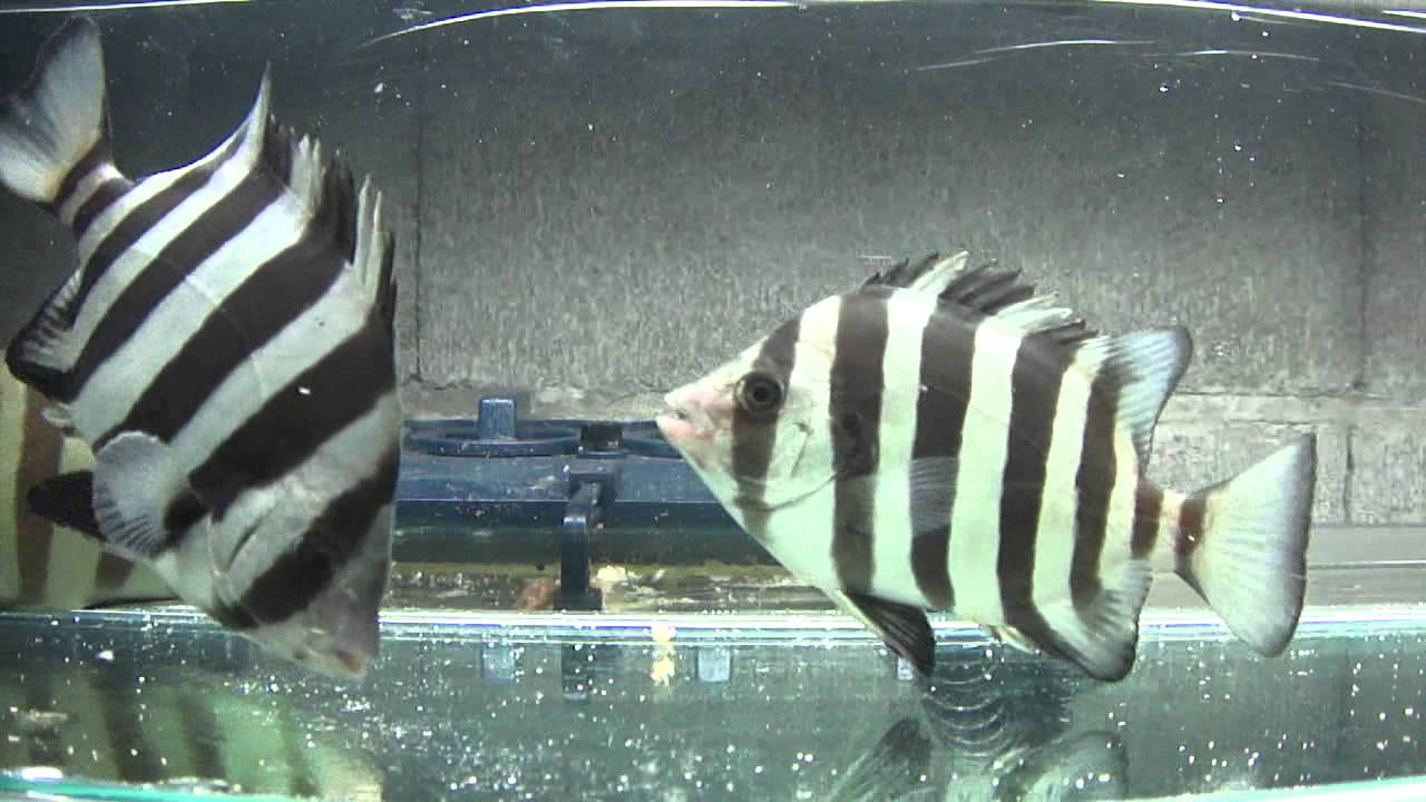 イシダイの幼魚 釣魚飼育日記