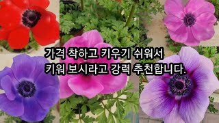 여러종류의 화려한 꽃에 비해 착한 가격의 아네모네꽃