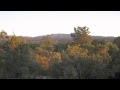 Coyotes howling at dusk