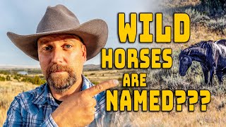 Montana's Wild Horses Have Names!  WHAT??