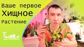 Ваше первое хищное растение! Распаковка и первые шаги.