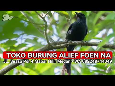 suara-pikat-mp3-burung-srigunting-paling-gacor