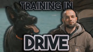 How to Train your dog in DRIVE