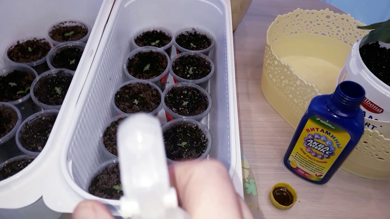 Эустома пикировка рассады. Эустома пикировка. Всходы рассады эустомы. Первая подкормка эустомы. Подкормка эустомы.