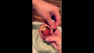 Chicken lays Egg inside Egg