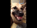 Funny Dog Growling