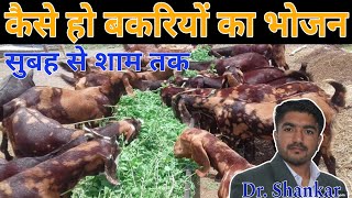 Feeding Management of Goat  बकरियों का सुबह से शाम तक का भोजन || Dr. Shankar #goat #training #nlm