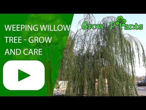 Weeping willow tree - grow and care