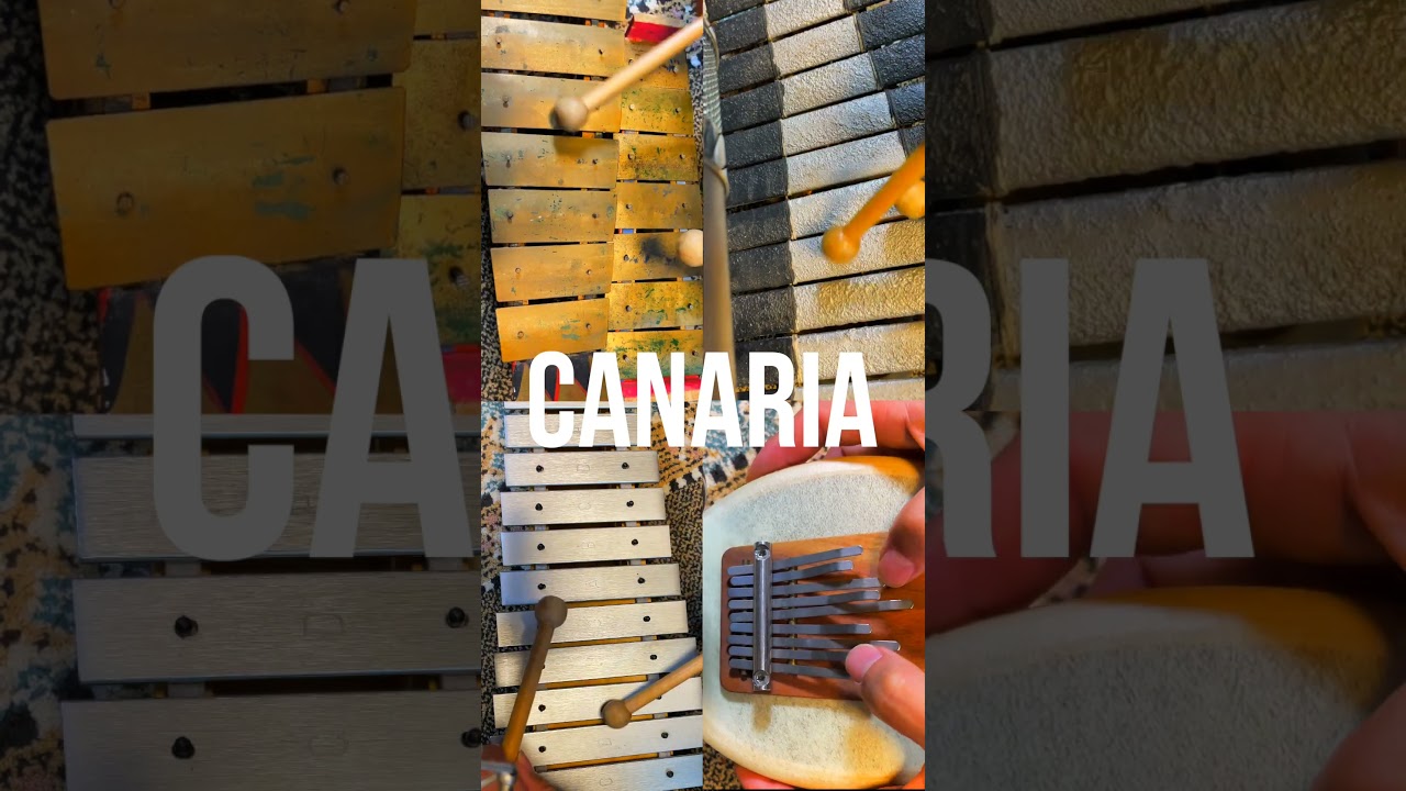 Shugo Tokumaru(トクマルシューゴ) - Canaria #shorts