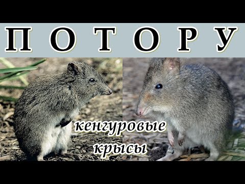 Видео: Кто ест кенгуровых крыс?