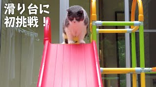 This is what happened when I taught my cat how to use the slide...