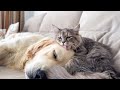 Funny Kitten Wakes Up Golden Retriever!