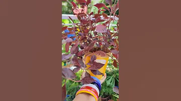 Alternanthera Plant Shorts 