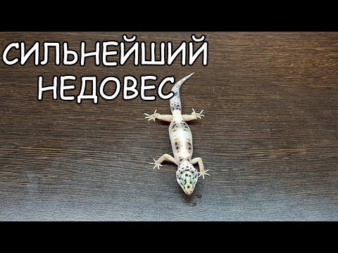 СИЛЬНЕЙШИЙ НЕДОВЕС ЭУБЛЕФАРА. КАК ВЫЛЕЧИЛИ.