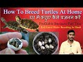 How to breed Turtles at home # Res Turtles breeding