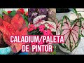 Cuidados De Caladium/ PaletaDe Pintor