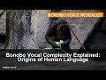 Bonobo Vocal Complexity Explained: Origins of Human Language