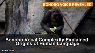Bonobo Vocal Complexity Explained: Origins of Human Language