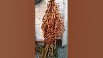 Gốc đinh lăng siêu khủng để ngâm tửu, Cách ngâm rượu đinh lăng