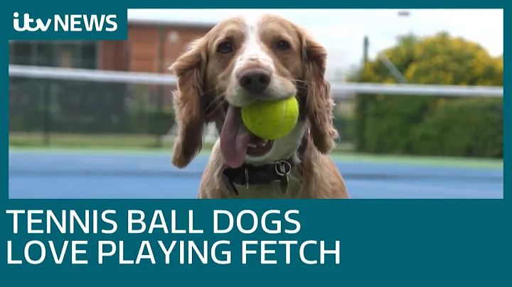 Tennis ball dogs play fetch at Champions Tennis | ITV News