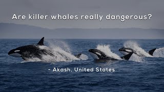 Are killer whales really dangerous?