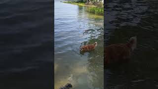 alleine mit Kokoni Hund am Hundestrand Waginger See by Kokooooniii - Mustang TV  58 views 1 year ago 1 minute, 25 seconds