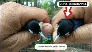 Rambatan Doraemon atau rambatan paruh putih#munguk loreng#Membedakan jantan dan betinanya