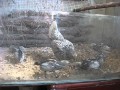 Silver sebright hen with her 6 chicks  (1 month)