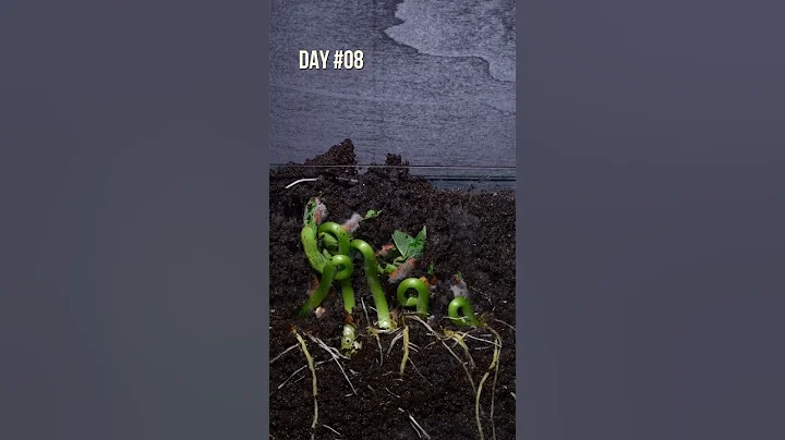 Growing Green Beans in Just 12 Days - DayDayNews