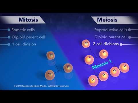 Video: Var mitose og meiose oppstått?