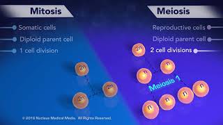 Mitosis vs Meiosis