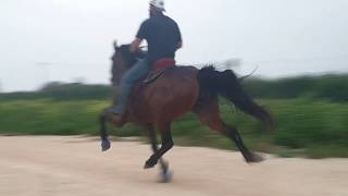 Crazy fast singlefoot horses