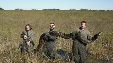 Burmese Python in Florida is Dangerous because..