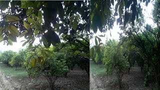 Beautiful Village Foods Viloog Life My Viloog 2021 خوبصورت اور سرسبز کھیت