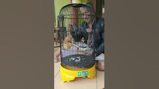 Burung Yang Mulai langka di Daerah Saya,, Anis Bin-bin si burung Bambu