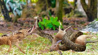 Jackal Rushes Continuously To Tear Apart The Body of The Python Like a Mad To Save The Child Impala