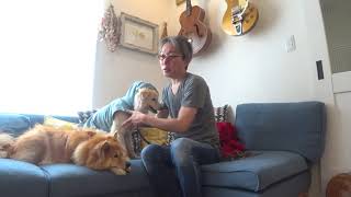 DeLoreans犬用レインコートのお話（更新）