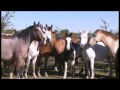 Bareback and Saddle Bronc Camp