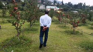 Big-Apple🍎 orchid of SKUAST-KASHMIR