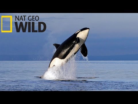 Суперхищники — Касатка (Документальные фильмы Nat Geo Wild HD)