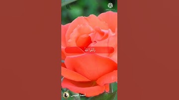 تلاوة خاشعة أحمد النفيس من سورة المائدة