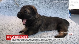 У Китаї клонували поліцейського собаку, якого називають Шерлоком Холмсом У Китаї клонували поліцейського собаку, якого називають Шерлоком Холмсом