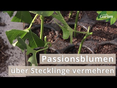 Video: Passionsblume vermehren: So vermehren Sie Passionsblumen